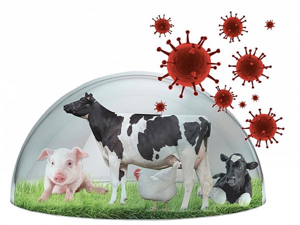 Месячник по обеспечению биологической защиты объектов животноводства «Без ВГП» 